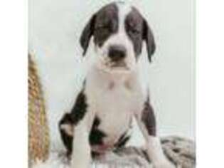Great Dane Puppy for sale in Jones, MI, USA