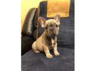French Bulldog Puppy for sale in Wilmington, NC, USA