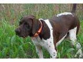 German Shorthaired Pointer Puppy for sale in SHELBYVILLE, KY, USA