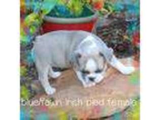 French Bulldog Puppy for sale in Hope, AR, USA