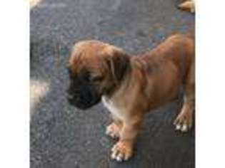 Boerboel Puppy for sale in Willow Street, PA, USA
