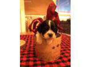 Cocker Spaniel Puppy for sale in Stigler, OK, USA