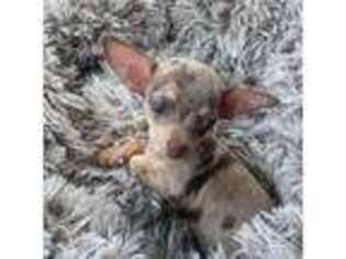 Chihuahua Puppy for sale in Hollywood, FL, USA