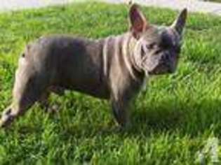 French Bulldog Puppy for sale in CULVER CITY, CA, USA