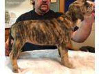 Alapaha Blue Blood Bulldog Puppy for sale in Richmond, IL, USA