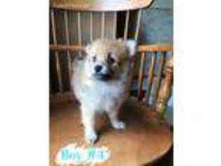 Pomeranian Puppy for sale in Milton, WA, USA