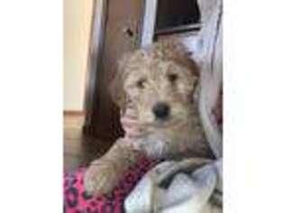 Goldendoodle Puppy for sale in Waukegan, IL, USA
