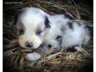 Miniature Australian Shepherd Puppy for sale in Griffin, GA, USA