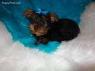 Yorkshire Terrier Puppy for sale in Arlington, SD, USA
