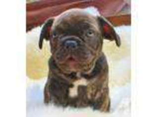 French Bulldog Puppy for sale in DEPAUVILLE, NY, USA