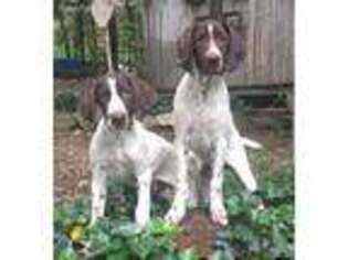 German Shorthaired Pointer Puppy for sale in Columbia, SC, USA