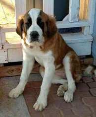 Saint Bernard Puppy for sale in WITTMANN, AZ, USA