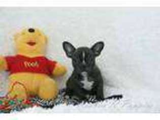 Medium Photo #1 Mutt Puppy For Sale in Pottersville, MO, USA