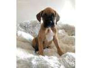 Boxer Puppy for sale in Villa Park, IL, USA