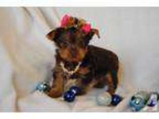 Yorkshire Terrier Puppy for sale in NEBRASKA CITY, NE, USA