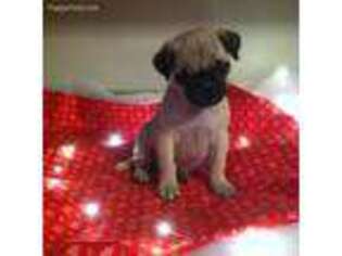 Pug Puppy for sale in Winchester, OH, USA
