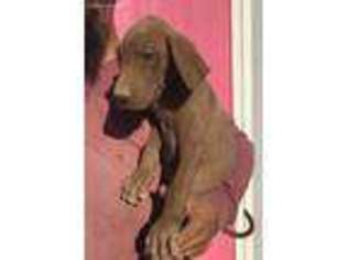 Great Dane Puppy for sale in Antioch, CA, USA