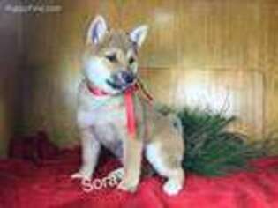 Shiba Inu Puppy for sale in Loogootee, IN, USA