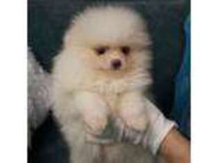 Pomeranian Puppy for sale in Chino, CA, USA