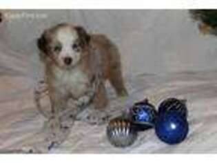 Australian Shepherd Puppy for sale in Kingston, OH, USA