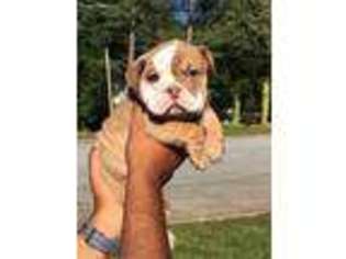 Bulldog Puppy for sale in Decatur, GA, USA