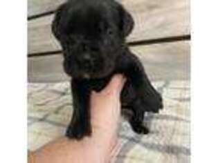 Cane Corso Puppy for sale in Temecula, CA, USA