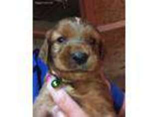 Irish Setter Puppy for sale in Loveland, OH, USA