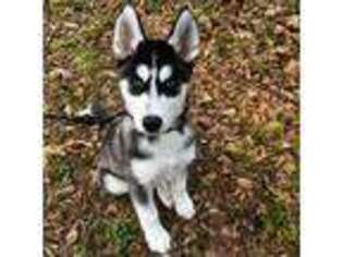 Siberian Husky Puppy for sale in Goose Creek, SC, USA