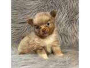 Chihuahua Puppy for sale in Starr, SC, USA