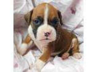 Boxer Puppy for sale in Monroe, IA, USA