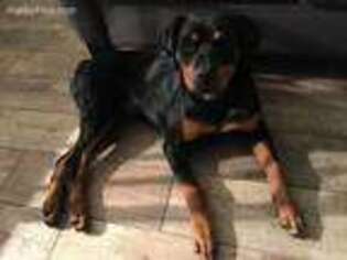 Rottweiler Puppy for sale in Palm Harbor, FL, USA