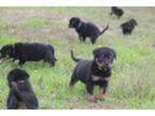 Rottweiler Puppy for sale in Fresno, CA, USA