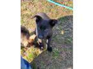 German Shepherd Dog Puppy for sale in Anna, IL, USA