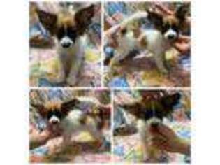 Papillon Puppy for sale in Elk River, MN, USA