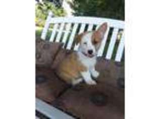Pembroke Welsh Corgi Puppy for sale in Lexington, IN, USA