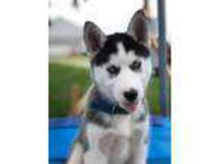 Siberian Husky Puppy for sale in Clayton, OH, USA