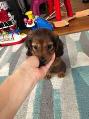 Dachshund Puppy for sale in Providence, RI, USA