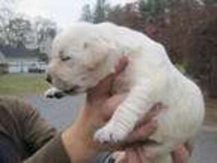 Labrador Retriever Puppy for sale in Orange, MA, USA