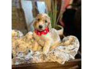 Mutt Puppy for sale in Seiling, OK, USA
