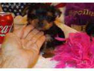 Yorkshire Terrier Puppy for sale in Magee, MS, USA