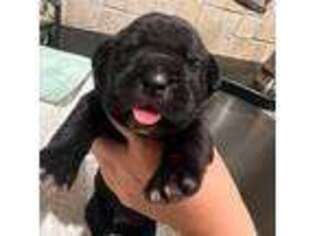 Cane Corso Puppy for sale in Hauppauge, NY, USA