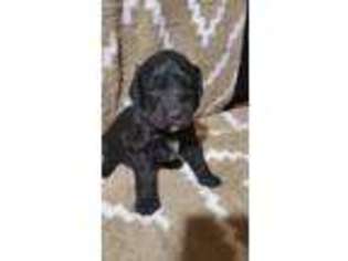 Bernese Mountain Dog Puppy for sale in Poplar Bluff, MO, USA