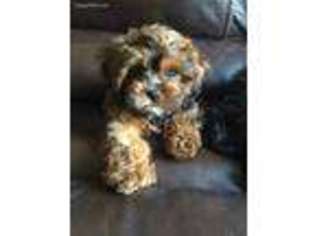 Cavapoo Puppy for sale in Eaton, CO, USA