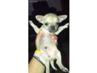 Chihuahua Puppy for sale in Montclair, NJ, USA