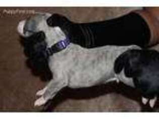 Whippet Puppy for sale in Dallas, TX, USA