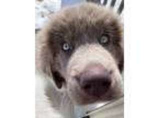 Newfoundland Puppy for sale in Plainfield, IL, USA