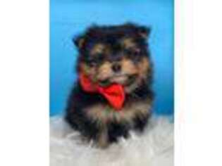 Maltipom Puppy for sale in Fort Worth, TX, USA