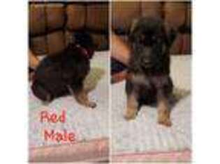 German Shepherd Dog Puppy for sale in Stover, MO, USA