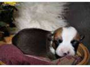 Pembroke Welsh Corgi Puppy for sale in Prineville, OR, USA