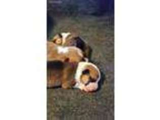 Pembroke Welsh Corgi Puppy for sale in Broken Arrow, OK, USA